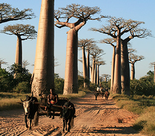 baobab