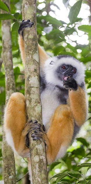 lemur1
